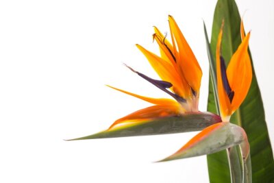 Papier peint  Strelitzia