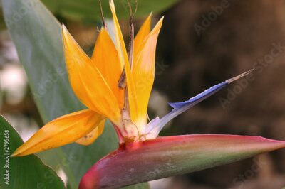 Papier peint  Strelitzia