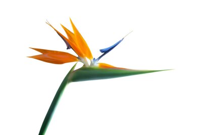 Papier peint  Strelitzia