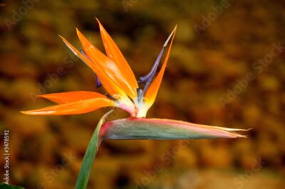 Papier peint  Strelitzia