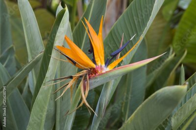 Papier peint  Strelitzia