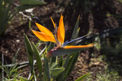 Papier peint  Strelitzia