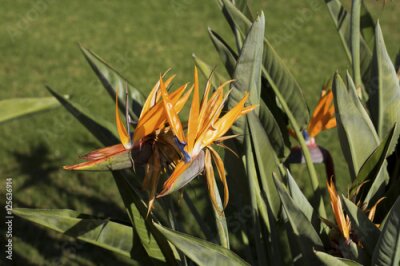 Papier peint  Strelitzia