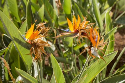 Papier peint  Strelitzia