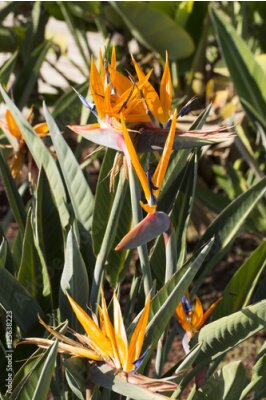 Papier peint  Strelitzia