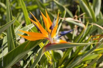 Papier peint  Strelitzia