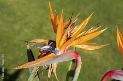 Papier peint  Strelitzia