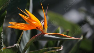 Papier peint  Strelitzia