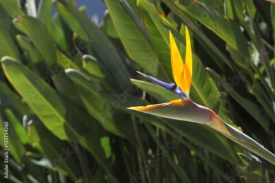 Papier peint  Strelitzia