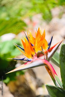 Papier peint  Strelitzia