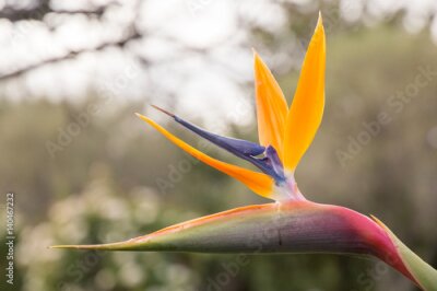 Papier peint  Strelitzia