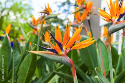 Papier peint  Strelitzia
