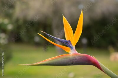 Papier peint  Strelitzia