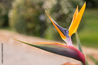 Papier peint  Strelitzia