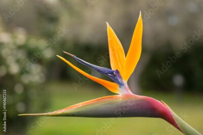 Papier peint  Strelitzia