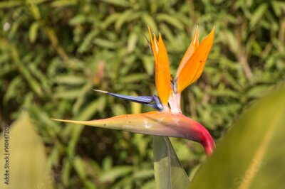 Papier peint  Strelitzia