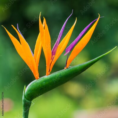 Papier peint  Strelitzia