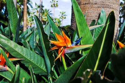 Papier peint  Strelitzia