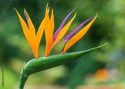 Papier peint  Strelitzia