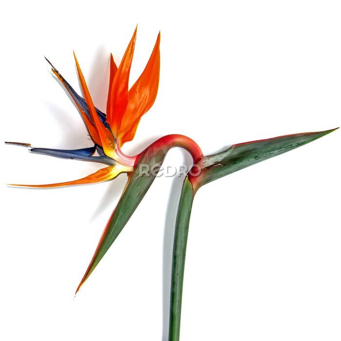 Papier peint  Strelitzia