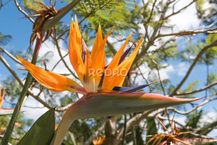 Papier peint  Strelitzia