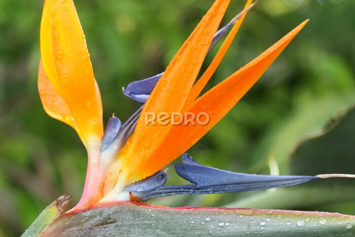 Papier peint  Strelitzia