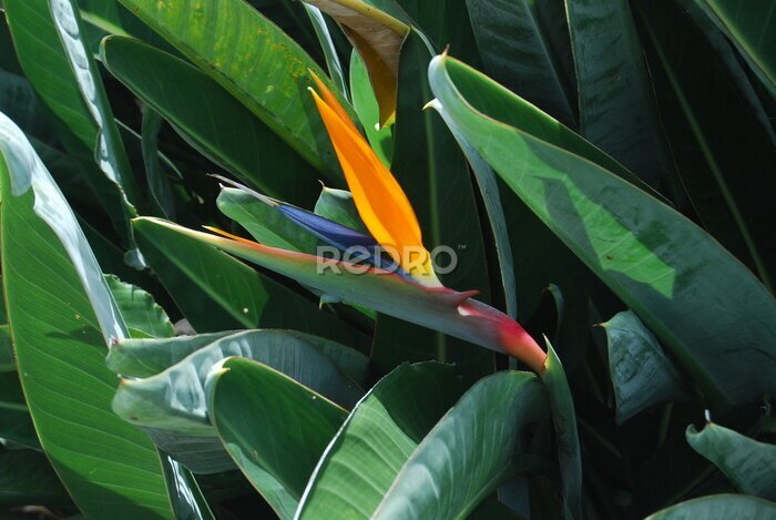Papier peint  Strelitzia