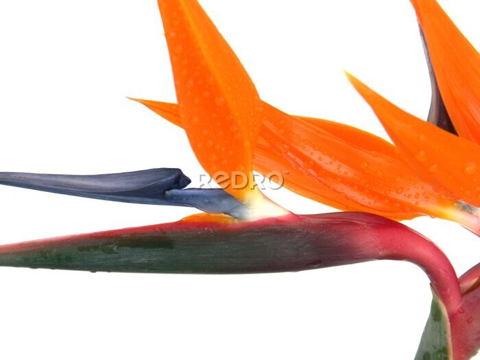 Papier peint  Strelitzia