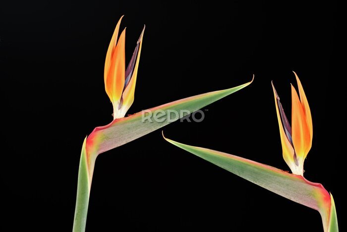 Papier peint  Strelitzia