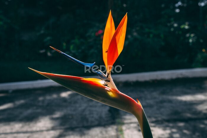 Papier peint  Strelitzia