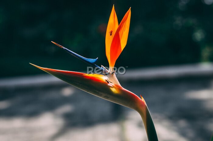 Papier peint  Strelitzia