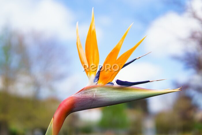 Papier peint  Strelitzia
