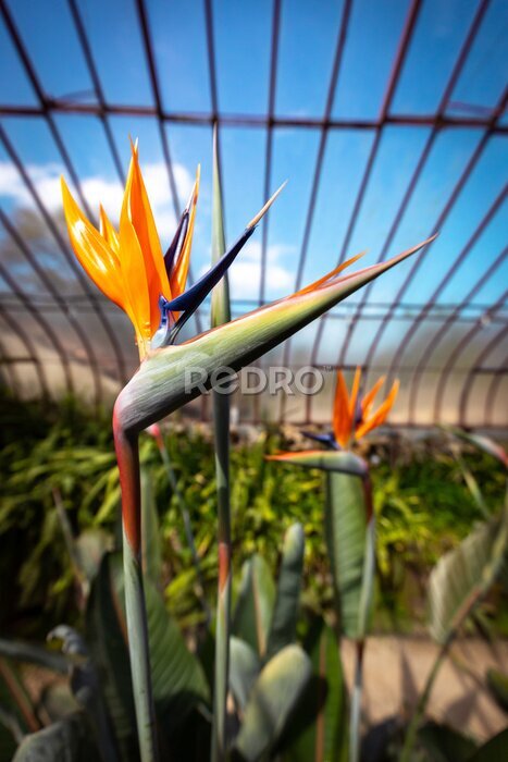 Papier peint  strelitzia