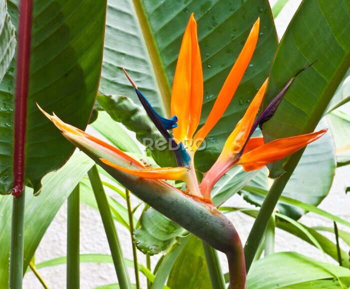 Papier peint  Strelitzia