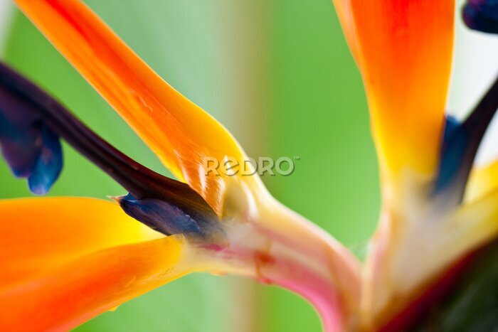 Papier peint  strelitzia
