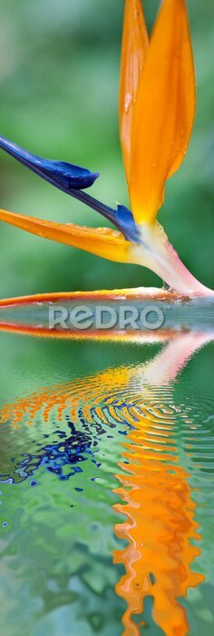 Papier peint  Strelitzia