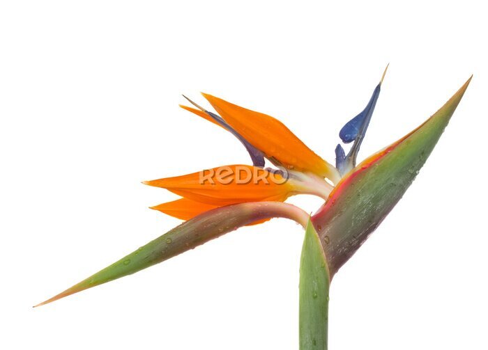 Papier peint  Strelitzia