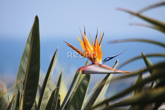 Papier peint  Strelitzia
