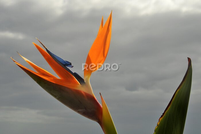 Papier peint  strelitzia 