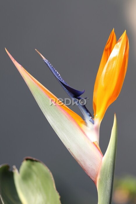Papier peint  Strelitzia