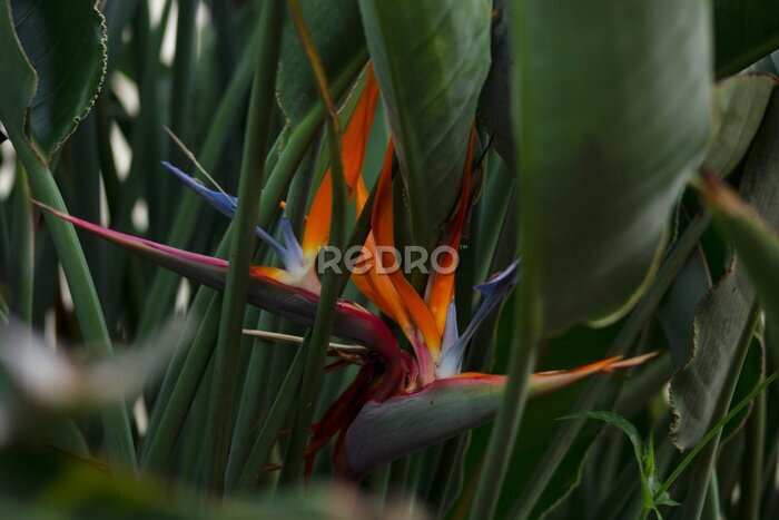 Papier peint  Strelitzia