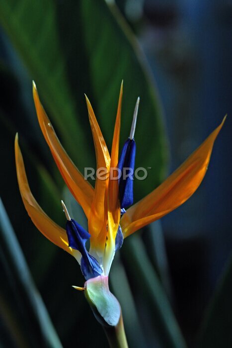 Papier peint  Strelitzia