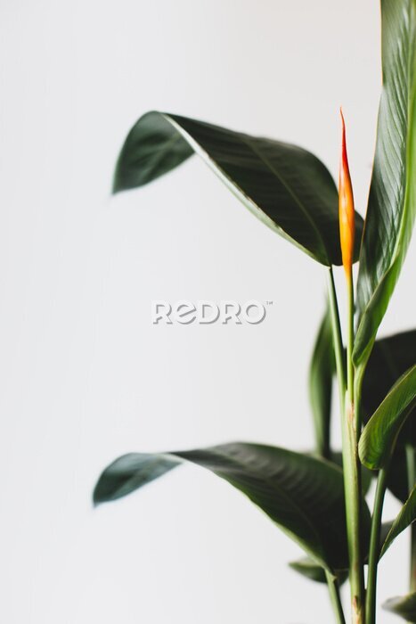 Papier peint  Strelitzia