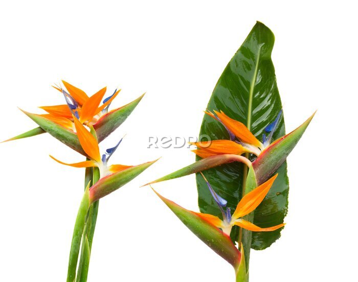 Papier peint  Strelitzia