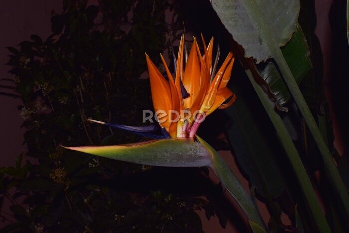 Papier peint  strelitzia