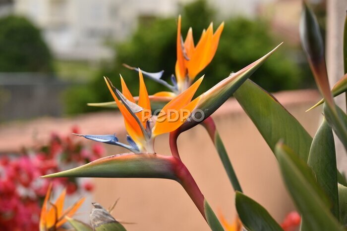 Papier peint  Strelitzia
