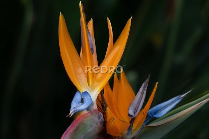 Papier peint  Strelitzia