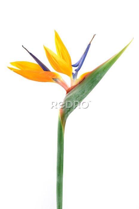 Papier peint  Strelitzia