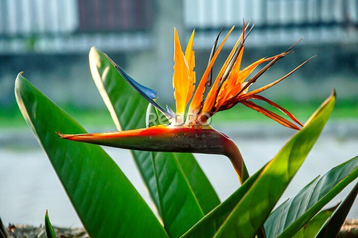 Papier peint  Strelitzia