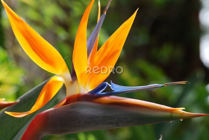 Papier peint  Strelitzia